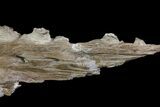 Mosasaur (Platecarpus) Jaw Section - Kansas #71741-5
